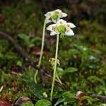 Attēlu rezultāti vaicājumam “Moneses uniflora fruit”