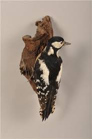 Attēlu rezultāti vaicājumam “Dendrocopos major”