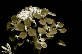 Attēlu rezultāti vaicājumam “Erysimum hieracifolium”