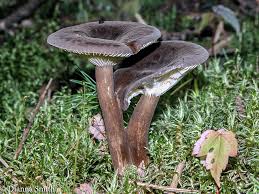 Attēlu rezultāti vaicājumam “Lignydium muscorum macro”