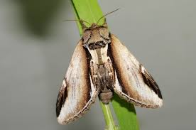 Attēlu rezultāti vaicājumam “Pheosia gnoma”