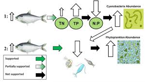Image result for Dorosoma cepedianum