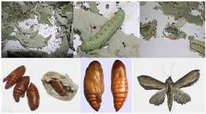 Attēlu rezultāti vaicājumam “Cucullia verbasci larva”