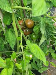 Afbeeldingsresultaat voor black sea man tomato