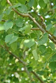 Attēlu rezultāti vaicājumam “Populus tremula leaf”