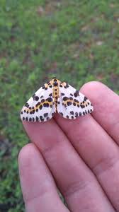 Attēlu rezultāti vaicājumam “Abraxas grossulariata imago”