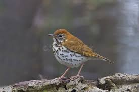 Image result for Hylocichla mustelina