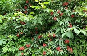 Attēlu rezultāti vaicājumam “Sambucus racemosa flower”