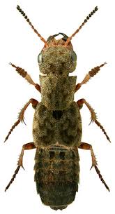 Attēlu rezultāti vaicājumam “Ontholestes murinus”