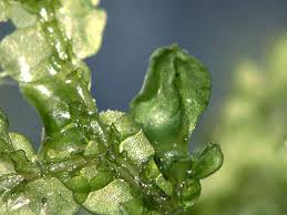 Attēlu rezultāti vaicājumam “Porella cordaeana”