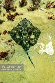 Image result for Raja undulata