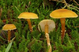 Attēlu rezultāti vaicājumam “Cystoderma amianthinum”