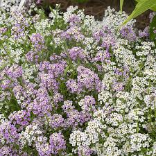 Image result for Alyssum diffusum