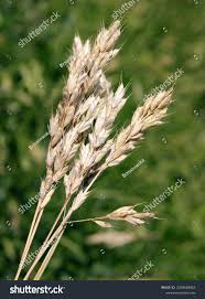 Attēlu rezultāti vaicājumam “Bromus hordeaceus subsp. hordaceus”