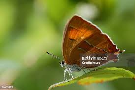 Attēlu rezultāti vaicājumam “Theclinae”