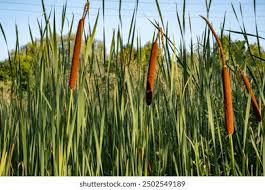 Attēlu rezultāti vaicājumam “Typhaceae”