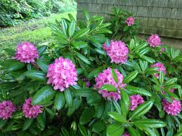 Attēlu rezultāti vaicājumam “Rhododendron canadense flower”