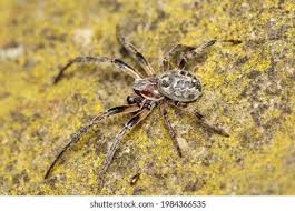 Attēlu rezultāti vaicājumam “Larinioides cornutus male”