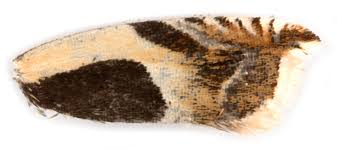 Attēlu rezultāti vaicājumam “Ancylis badiana”