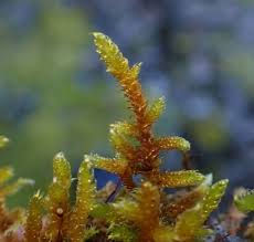 Attēlu rezultāti vaicājumam “Hypnum cupressiforme var. lacunosum”