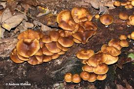 Attēlu rezultāti vaicājumam “Galerina marginata”