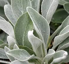 Attēlu rezultāti vaicājumam “Inula helenium leaf”