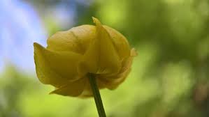 Attēlu rezultāti vaicājumam “Trollius europaeus leaf”