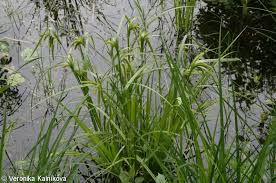 Attēlu rezultāti vaicājumam “Carex pseudocyperus”