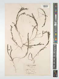 Attēlu rezultāti vaicājumam “Myriophyllum alterniflorum leaf”