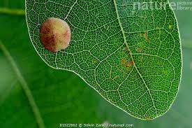 Attēlu rezultāti vaicājumam “Neuroterus quercusbaccarum”