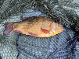 Image result for Cobham Court Angling Club