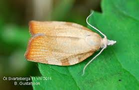 Attēlu rezultāti vaicājumam “Pandemis corylana”