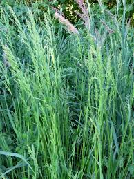 Attēlu rezultāti vaicājumam “Poa nemoralis”