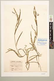 Attēlu rezultāti vaicājumam “Potamogeton compressus”