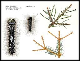 Attēlu rezultāti vaicājumam “Lymantria monacha pupa”