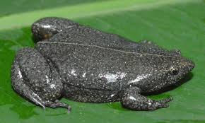 Attēlu rezultāti vaicājumam “Cephaloziella elachista macro”