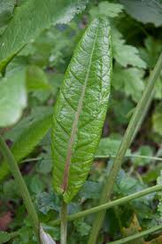 Attēlu rezultāti vaicājumam “Rumex crispus leaf”