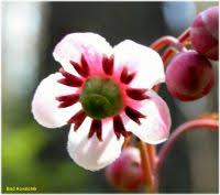 Attēlu rezultāti vaicājumam “Chimaphila umbellata bud”