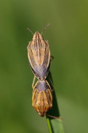 Attēlu rezultāti vaicājumam “Aelia acuminata”