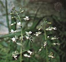 Attēlu rezultāti vaicājumam “Circaea lutetiana fruit”