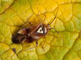 Attēlu rezultāti vaicājumam “Lygus pratensis”