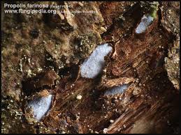 Attēlu rezultāti vaicājumam “Propolis farinosa”