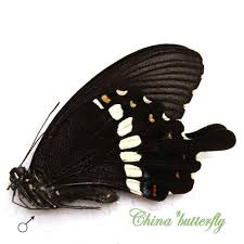 Attēlu rezultāti vaicājumam “Papilionidae”