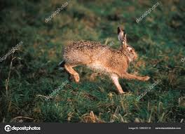 Attēlu rezultāti vaicājumam “Lepus europaeus adult”