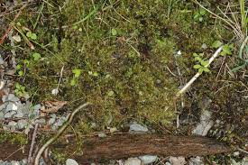 Attēlu rezultāti vaicājumam “Campylium protensum”