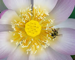 Attēlu rezultāti vaicājumam “Lotus sp. flower”