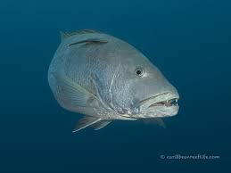 Image result for Lutjanus cyanopterus