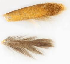 Attēlu rezultāti vaicājumam “Tischeria ekebladella”