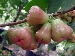 Attēlu rezultāti vaicājumam “Rosa subcanina fruit”