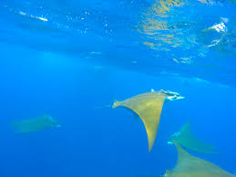 Image result for Mobula tarapacana